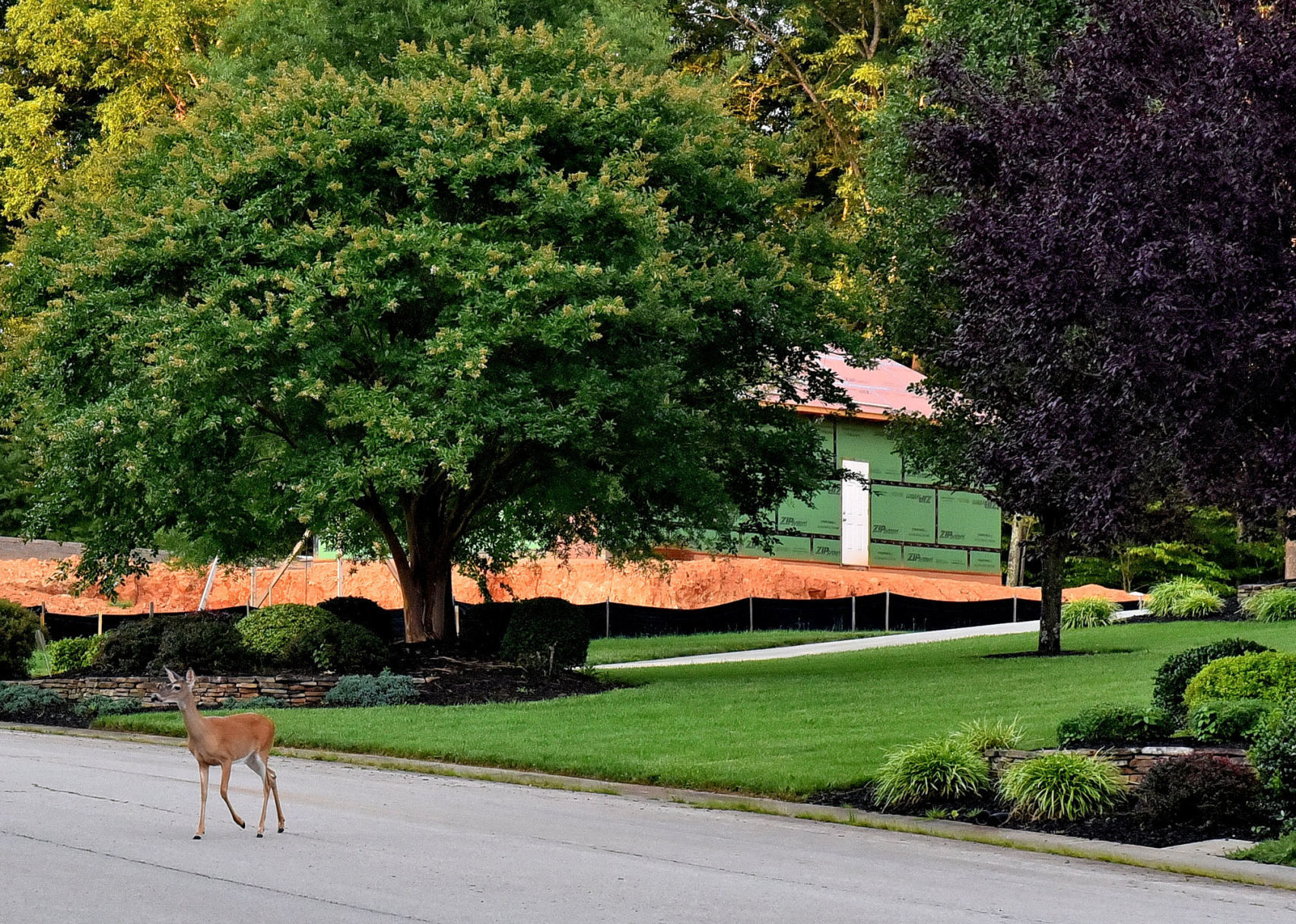 Deer crossing